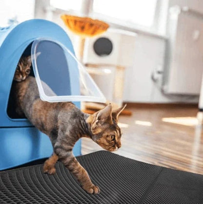Odor Free Cat Litter Box Solution