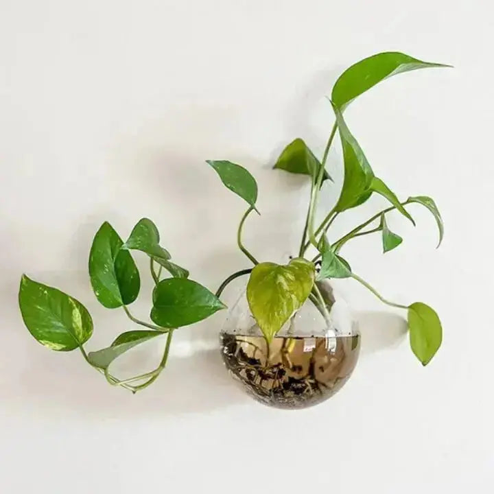 Green Wall Planter Box