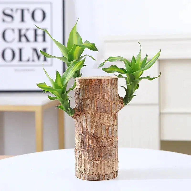 Natural Good Luck Indoor Plant in Wooden Pot - Yeezlab