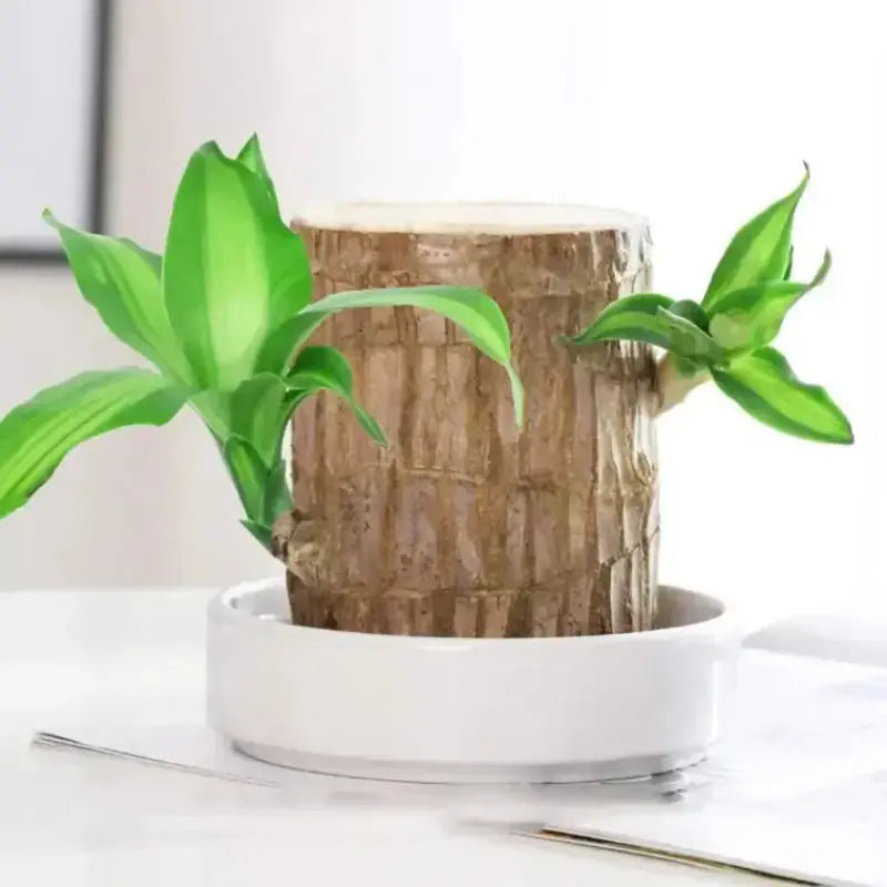 Natural Good Luck Indoor Plant in Wooden Pot