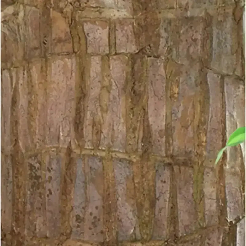 Natural Good Luck Indoor Plant in Wooden Pot