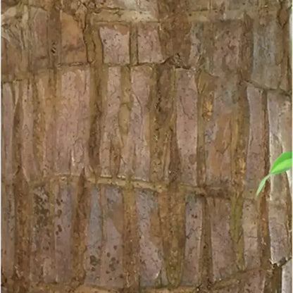 Natural Good Luck Indoor Plant in Wooden Pot