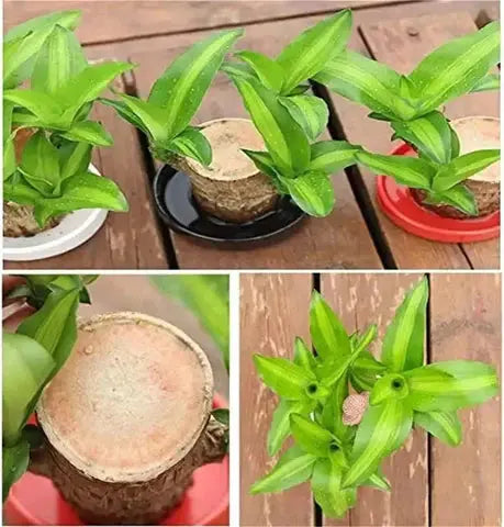 Natural Good Luck Indoor Plant in Wooden Pot