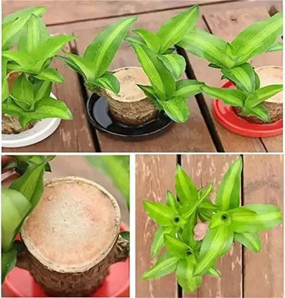 Natural Good Luck Indoor Plant in Wooden Pot