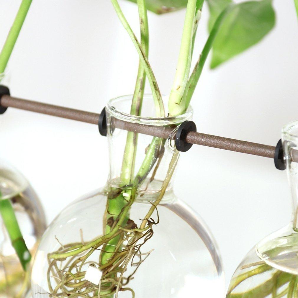 Easy Grow Plant Starter Kits