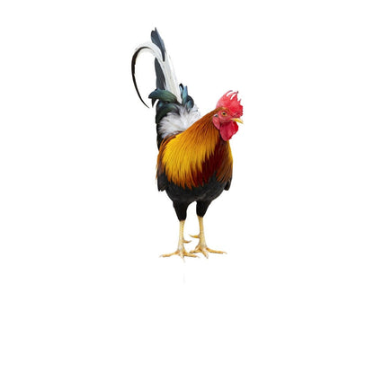 Colorful Bird Garden Statue