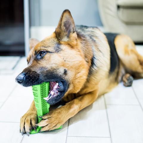 Pet Dental Care Toothbrush Set - Yeezlab