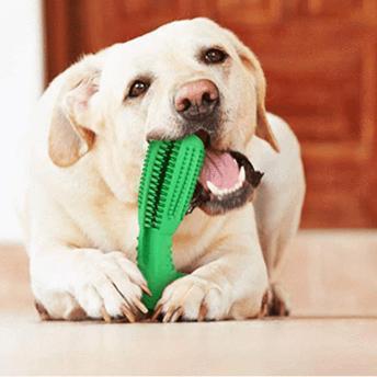 Pet Dental Care Toothbrush Set