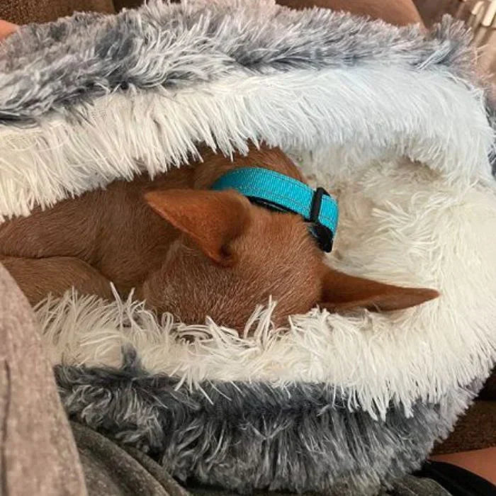 Comfy Orthopedic Dog Bed - Plush Supportive Pet Mattress