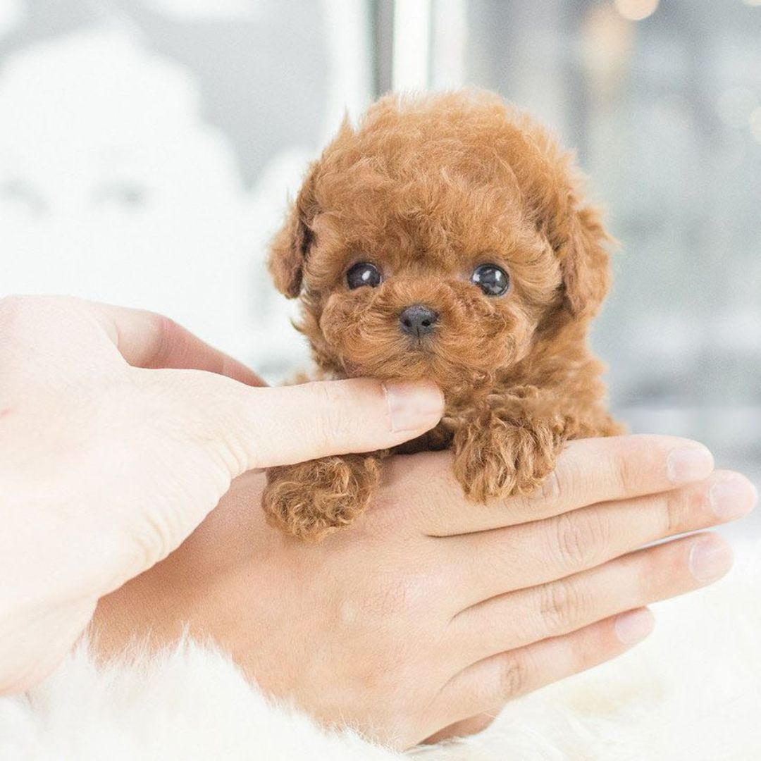 Fun Electronic Pet Dog Toy with Realistic Features